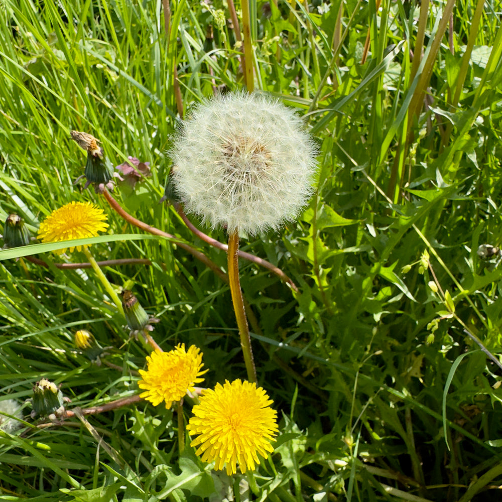 The Remarkable Journey of Dandelion: From Childhood Whimsy to Medicinal Marvel