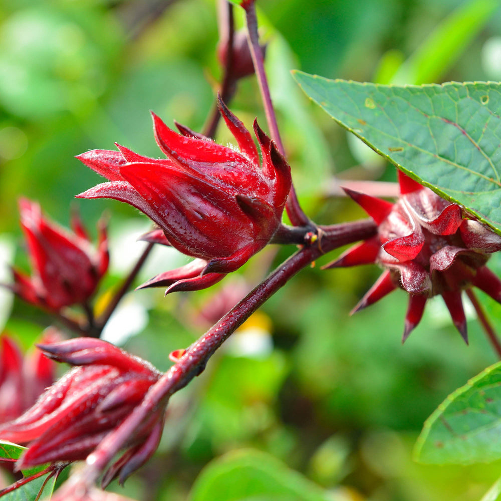 The Refreshing Benefits of Hibiscus Tea