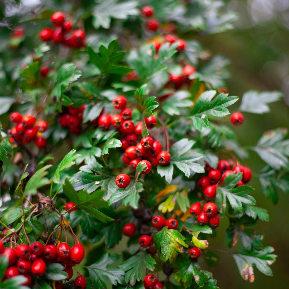 Hawthorn: A Heartfelt Heritage from Nature’s Pharmacy