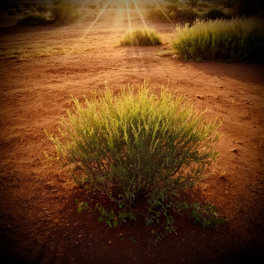 Rooibos, Building On a Strong Foundation