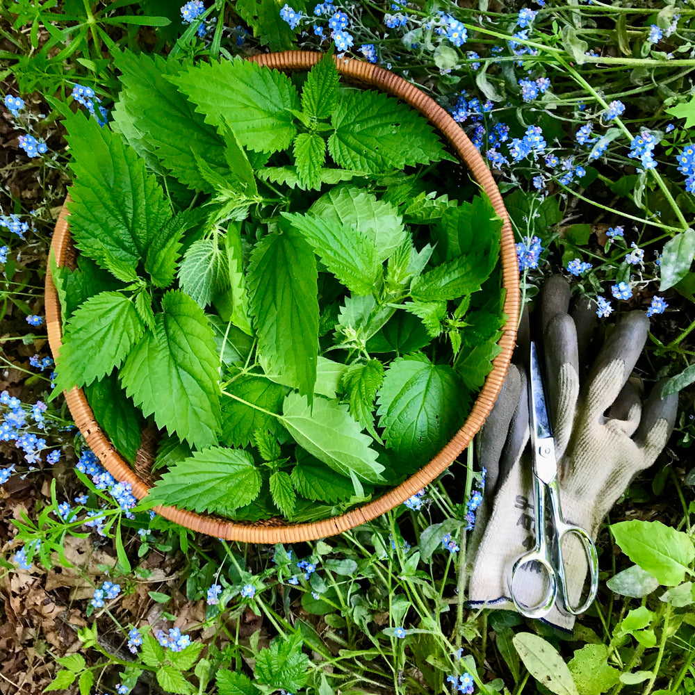 The Springtime Gift of Stinging Nettles: A Prickly Friend with Boundless Benefits