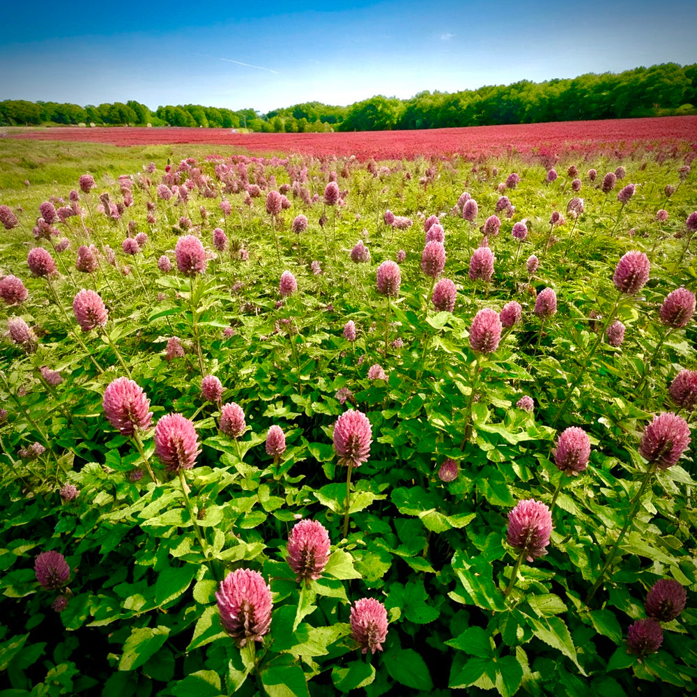 Discovering Red Clover: My Journey to Lower Blood Pressure and Enhanced Well-being
