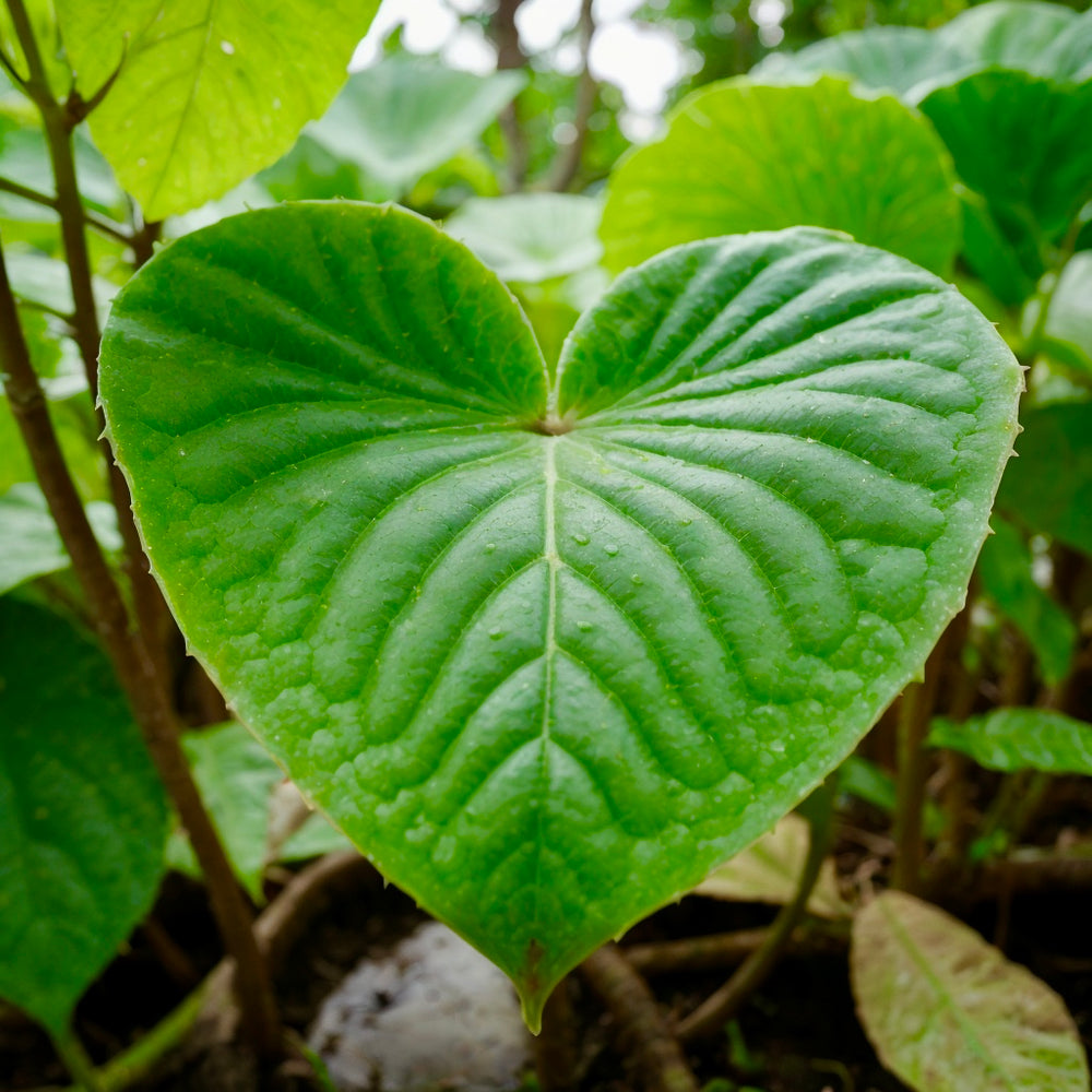 Unveiling the Secrets of Kava Kava: The Magic Ingredient in Our "Calm" Herbal Blend